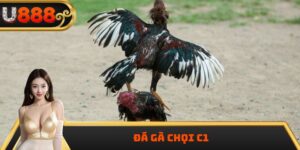 Đá Gà Chọi C1 – Sân Chơi Đỉnh Cao Của Giới Cá Cược Quốc Tế
