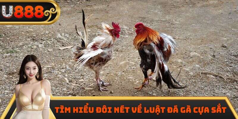 Tìm hiểu đôi nét về luật đá gà cựa sắt